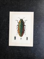 10 prenten insekten soorten kevers 19x27cm samen 12 euro, Natuur en Biologie, Ophalen of Verzenden