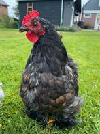 Cochin kriel haantje, Dieren en Toebehoren, Pluimvee, Mannelijk, Kip