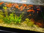 Zwaarddragers vijf stuks aangeboden, Dieren en Toebehoren, Vissen | Aquariumvissen, Vis