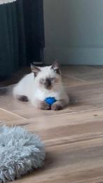 Ragdoll kittens 3 maanden oud, Poes, Ontwormd, 0 tot 2 jaar