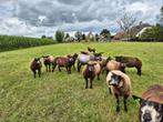 schapen, Dieren en Toebehoren, Schapen, Geiten en Varkens, Meerdere dieren, Schaap, 0 tot 2 jaar