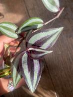 Tradescantia violett hill stekken, Ophalen of Verzenden, Overige soorten, Minder dan 100 cm