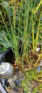 3 waterplanten voor in de vijver, Tuin en Terras, Ophalen, Gebruikt, Overige typen