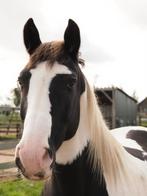 Ontzettend lieve en betrouwbare zwart bonte ruin, Dieren en Toebehoren, Paarden, Gechipt, Ruin, L, 160 tot 165 cm