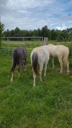 Opfok veulens / pony’s (ook vakantieadres voor uw pony), Dieren en Toebehoren, Stalling en Weidegang, Opfok, 4 paarden of pony's of meer
