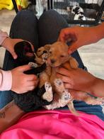 Toy poedel dwergpoedel pups, Poedel, CDV (hondenziekte), 8 tot 15 weken, Meerdere