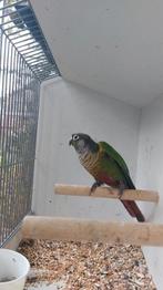 Een mooie kweek man, Dieren en Toebehoren, Vogels | Overige Vogels, Mannelijk, Geringd