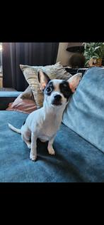 Lieve chihuahua pup 5 maanden, Dieren en Toebehoren, Honden | Chihuahua's en Gezelschapshonden, Rabiës (hondsdolheid), 15 weken tot 1 jaar