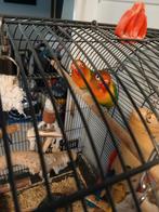Agapornis Koppel, Dieren en Toebehoren, Vogels | Parkieten en Papegaaien, Meerdere dieren, Dwergpapegaai of Agapornis