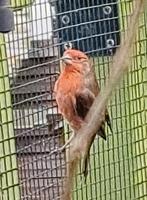 Mexicaanse roodmus man '24, Mannelijk, Tropenvogel, Geringd