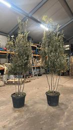 Meerstammige steeneik struiken quercus ilex, Ophalen of Verzenden, Volle zon, Overige soorten