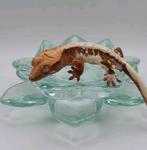 Drippy tricolor lilly white wimpergekko/crestedgecko vrouw, Hagedis, 0 tot 2 jaar