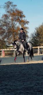 Prachtige spaanse mensgerichte 5 jarige merrie +/-156, Dieren en Toebehoren, Minder dan 160 cm, 3 tot 6 jaar, Recreatiepaard, Merrie
