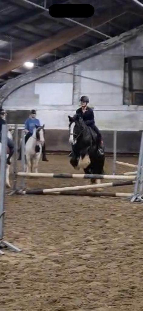 Verzorg/bijrijd paard/pony gezocht, verzorger aangeboden, Dieren en Toebehoren, Paarden en Pony's | Verzorgingsproducten, Zo goed als nieuw