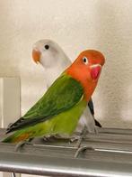 Hand Tamme Agapornis Dwergpapegaai Lovebird Diverse Kleuren, Dieren en Toebehoren, Vogels | Parkieten en Papegaaien, Meerdere dieren