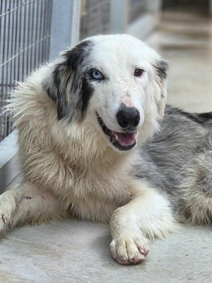 ACE: Ciska, wie gaat voor deze knappe meid?, Dieren en Toebehoren, Honden | Herdershonden en Veedrijvers, Teef, Collie, Particulier
