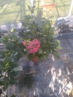 Grote Hortensia planten, Ophalen, Hortensia, Minder dan 100 cm