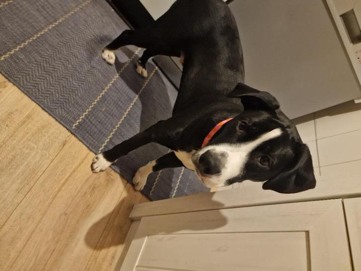 Hond Stafford/ Stabij mix.   GERESERVEERD!, Dieren en Toebehoren, Honden | Chihuahua's en Gezelschapshonden, Reu, Overige rassen