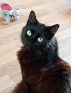 Knappe sociale halve Mainecoon poes, Poes, Gechipt, 0 tot 2 jaar