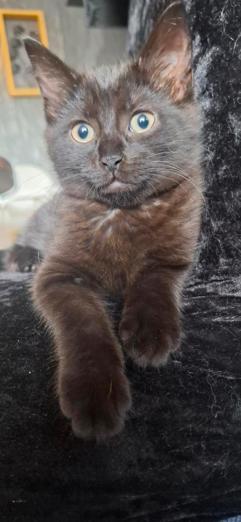 3 knapperd zoeken nog een lief hotel, Dieren en Toebehoren, Katten en Kittens | Raskatten | Langhaar, Meerdere dieren, 0 tot 2 jaar