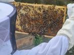 Standplaats bijenvolk gezocht, Dieren en Toebehoren, Bijen