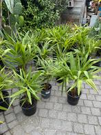 Trachycarpus fortunei, Tuin en Terras, Ophalen, Overige soorten, Volle zon