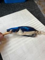 Taxidermie ijsvogel, Ophalen of Verzenden, Gebruikt, Opgezet dier
