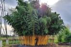 Phyllostachys Aurea | Reuzen / Goudbamboe, Sierlijk & Sterk, Bloeit niet, 400 cm of meer, Volle zon, In pot