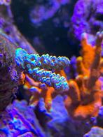 Acropora sp, Dieren en Toebehoren, Ophalen, Nieuw, Gevuld zeewateraquarium