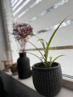 Graslelie /Spinnenplant - gezonde stekjes, Ophalen, Minder dan 100 cm, Overige soorten, Zomer