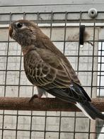 Bourks parkieten pop, Dieren en Toebehoren, Vogels | Parkieten en Papegaaien, Vrouwelijk, Parkiet