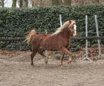 3 jarige Welsh ruin 🩵, Met stamboom, Ruin, 3 tot 6 jaar, B pony (1.17m tot 1.27m)