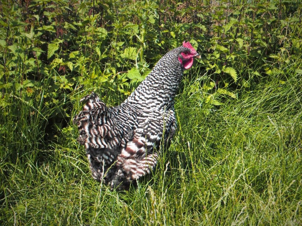 Amrock groot | Gezonde kippen | Passend advies, Dieren en Toebehoren, Pluimvee, Meerdere dieren, Kip