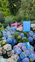 Hortensia’s 30% korting, Tuin en Terras, Planten | Tuinplanten, Ophalen, Zomer, Overige soorten, Halfschaduw