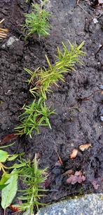 Rozemarijn te koop heerlijk keuken kruid, Tuin en Terras, Planten | Tuinplanten, Ophalen, Eenjarig, Groenteplanten, Volle zon