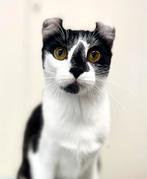 American Curl | poezen | katten | gezond | aanhankelijk, Dieren en Toebehoren, Katten en Kittens | Overige Katten, Poes