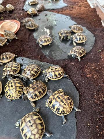 Prachtige, gezonde Griekse Landschildpadden, Nakweek 2025 beschikbaar voor biedingen