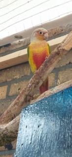 Pyrrhura koppels., Dieren en Toebehoren, Vogels | Parkieten en Papegaaien, Meerdere dieren, Parkiet, Geringd