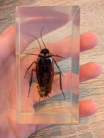 Insect in Epoxy Glas - Cockroach, Ophalen of Verzenden