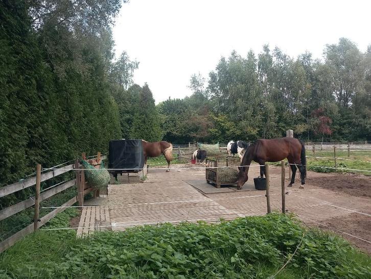 Nog 1 plekje vrij voor pony! 24/7 buiten, onbeperkt hooi, Dieren en Toebehoren, Stalling en Weidegang, Stalling