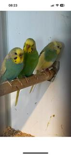 3 vrouwtjes parkieten, Dieren en Toebehoren, Vogels | Parkieten en Papegaaien, Vrouwelijk, Parkiet