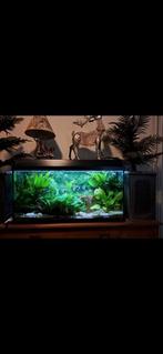 Aquarium, Ophalen, Zo goed als nieuw, Gevuld zoetwateraquarium