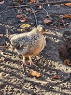 Verschillende raszuivere jonge creamlegbar hennen, Dieren en Toebehoren, Overige Dieren, September, Vrouwelijk