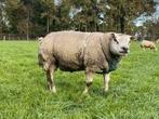 Texelaar dekram te koop, Dieren en Toebehoren, Schapen, Geiten en Varkens, Mannelijk, Schaap