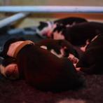 Border collie pups met ISDS stamboom, Particulier, Meerdere, 8 tot 15 weken, Meerdere dieren