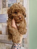 Maltipoo reutjes, Dieren en Toebehoren, Honden | Chihuahua's en Gezelschapshonden, CDV (hondenziekte), 8 tot 15 weken, Meerdere