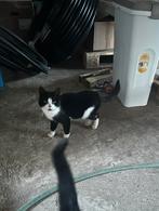 Huisje gezocht voor 4 maand oude kitten, Dieren en Toebehoren, Katten en Kittens | Raskatten | Korthaar, Poes, 0 tot 2 jaar