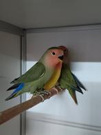 JONGE AGAPORNIS ROSEICOLLIS OM ZELF TAM TE MAKEN, Geslacht onbekend, Dwergpapegaai of Agapornis, Geringd