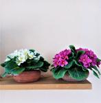 2 kunstbloemen/ stenen/ potjes/cyclaam/wit, Huis en Inrichting, Woonaccessoires | Kunstplanten en Kunstbloemen, Ophalen of Verzenden
