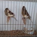 Kanaries, Meerdere dieren, Kleurkanarie